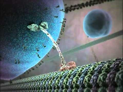 Inner life of a cell intracellular trafficking
