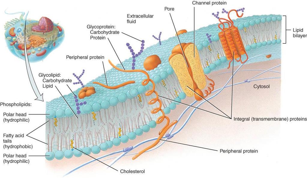 THE PLASMA MEMBRANE o Function: flexible but sturdy barrier that surrounds the cell o Fluid mosaic model o Structure: 1.