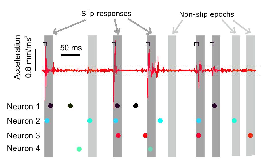 Whisker sensory coding in S1 Natural whisker stimuli are time series of discrete events (slips, contacts) Slips (and contacts) are encoded by sparse, precisely
