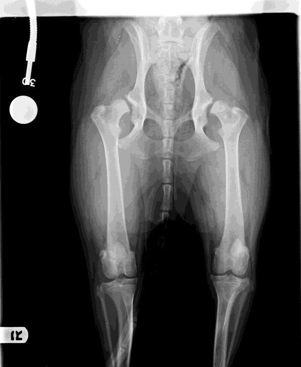 How Do I Know If My Dog Has Hip Dysplasia? Only a veterinarian can diagnose hip dysplasia by performing a proper orthopedic examination and obtaining x-rays.