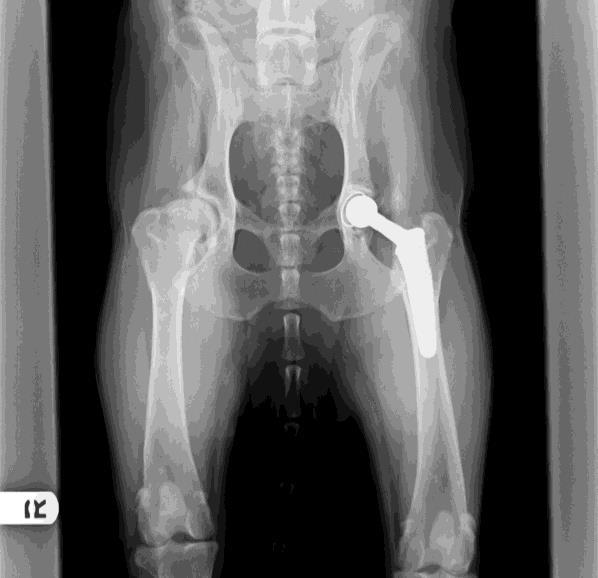 then obtained to assist diagnosis and plan appropriate treatment. A definitive diagnosis is obtained with radiographs of the hips.