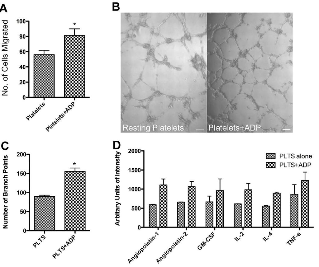 Promotion of angiogenesis by ADP-stimulated platelet releasates.