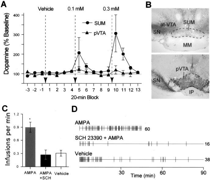 Ikemoto et al. Posterior Hypothalamus and AMPA Reward J. Neurosci., June 23, 2004 24(25):5758 5765 5763 AMPA into the supramammillary nucleus is dependent on normal dopamine neurotransmission.