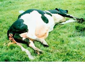 borogluconate solution within minutes. Clinical signs occur when serum calcium levels fall below 1.5mmol/l (normal 2.2-2.6 mmol/l) and are often as low as 0.4 mmol/l in cattle with advanced disease.