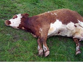 feeding. The cow is found dead with disturbed soil around its feet indicating paddling/seizure activity often after stormy weather.