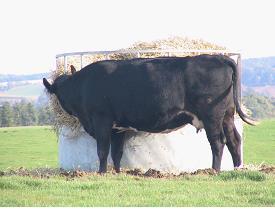 Fig 15: Supplementation is especially important during stormy weather when roughage, such as straw, can be beneficial for beef cows.