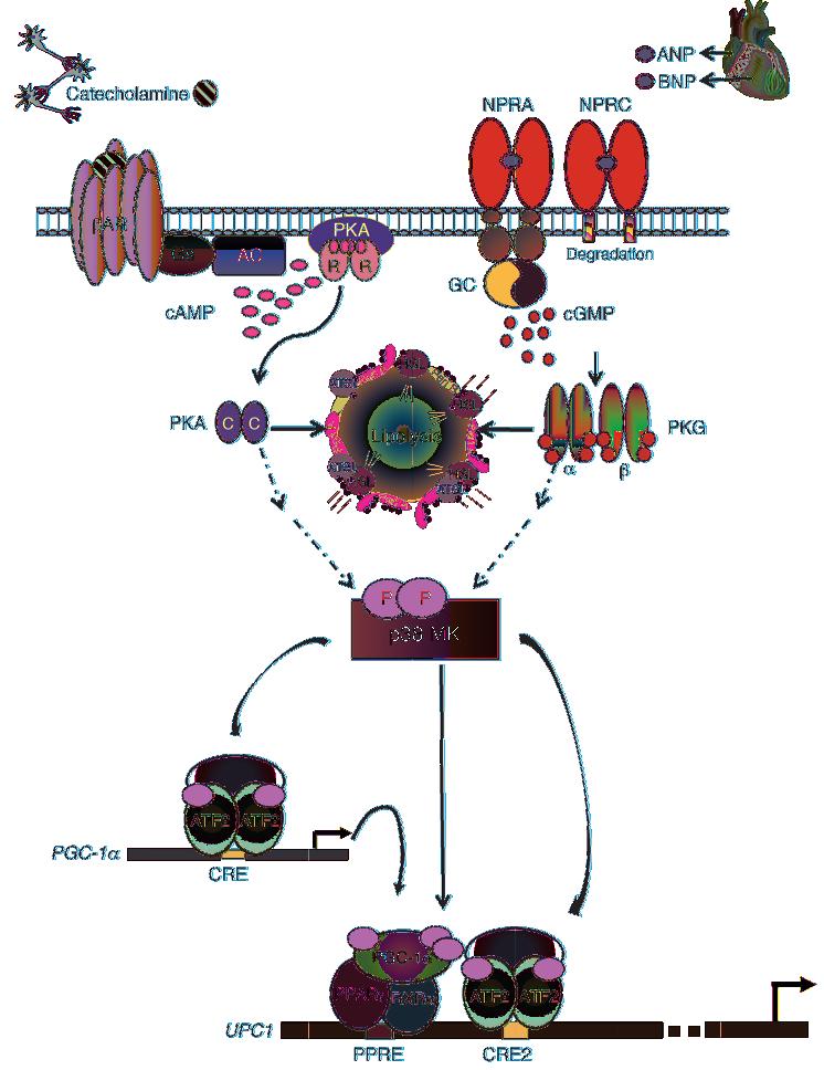 Figure 12 Model for parallel β-ar and NPRA activation of p38 MAPK to trigger expression of the brown fat thermogenic gene program.