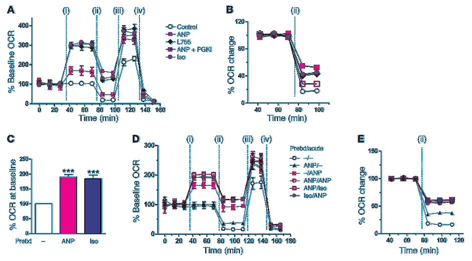 Figure 6 Respiration and uncoupling are increased by β-agonists and ANP.