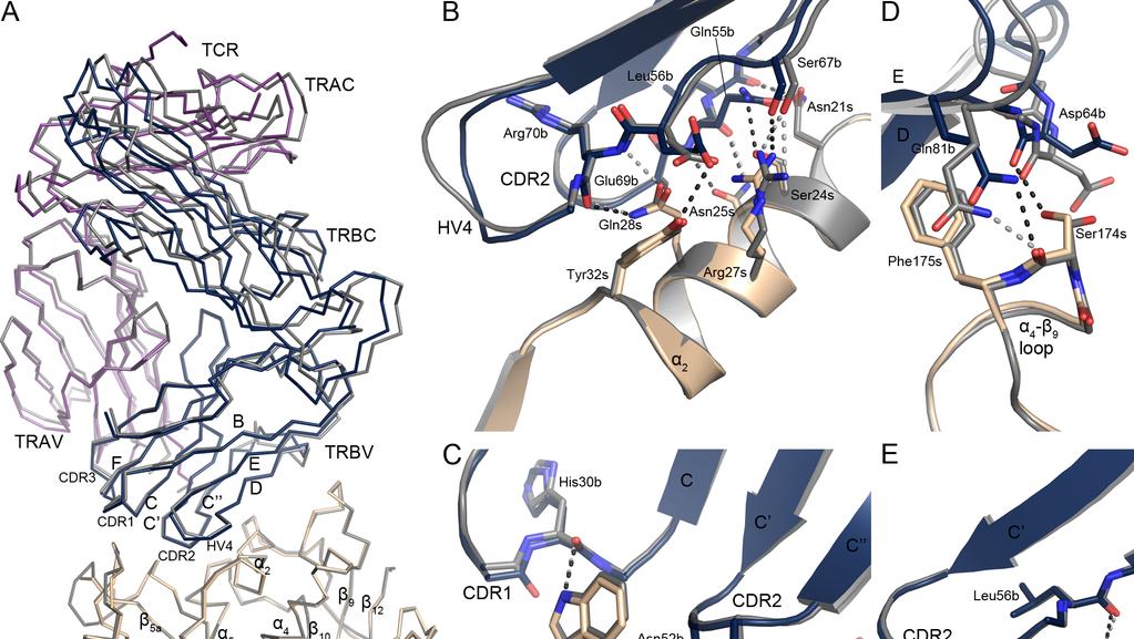 Supplementary Figures Figure S1. Structure of the SEE-TCR Complex.