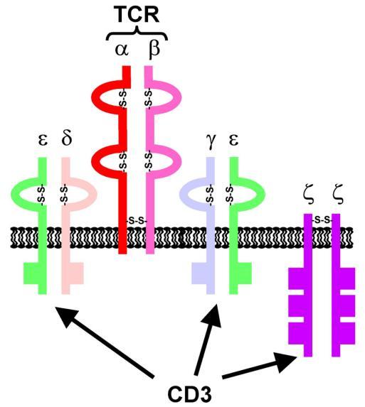 CD8 Retroviral gene