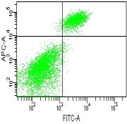 IFN-g (ng/ml) CD19 % of survival WT1 -td T cells display in vitro function and eliminate A autologous 1 leukaemia cells in NOD/SCID mice.