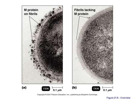 II. How Bacterial Pathogens Penetrate Host Defenses B.