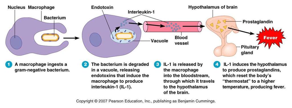 III. How Bacterial Pathogens Damage Host Cells 2. Endotoxins b. All gram-negative endotoxins produce the same symptoms: Fever and chills by IL1 release by macrophage.