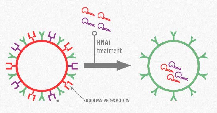 sd-rxrna in Adoptive Cell Transfer Modulation of Immune Effector Cells with RNAi Checkpoint Inhibition sd-rxrna pre-treatment of cells can be used to silence one or more