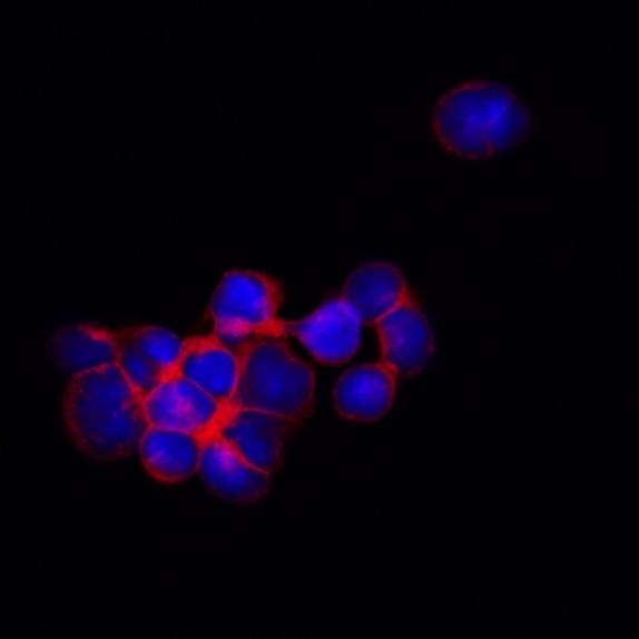 Cells Human T Cells Meso