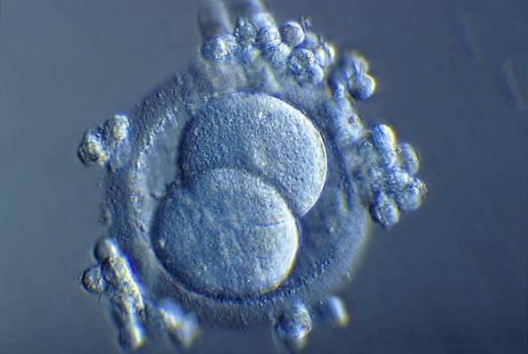 Day (1) (PM) two cell embryo : the early cleavage (25 h), The same indication : good