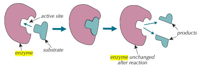 Enzymes Biological catalyst Rate of reaction Molecules gain kinetic energy