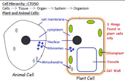 Cell Biology Eukaryotic: have cell membrane, cytoplasm & genetic material in a nucleus.