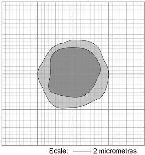 Q2. The figure below shows a scale drawing of one type of cell in blood. (a) Use the scale to determine the width of the cell. Give your answer to the nearest micrometre.