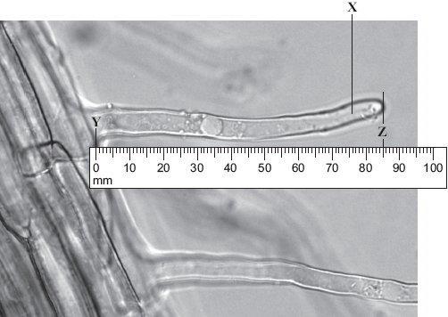 (a) What is the name of structure X? Draw a ring around one answer. root hair stoma villus (i) Use the scale to measure the length Y Z on the photograph. On the photograph, length Y Z = mm.