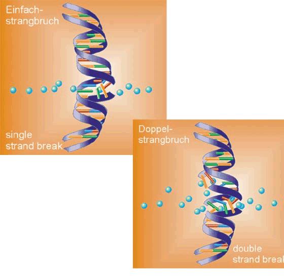Lethality of Alpha-Particles Is due to DNA Double-Strand Breaks Beta and gamma radiation Single-strand breaks More