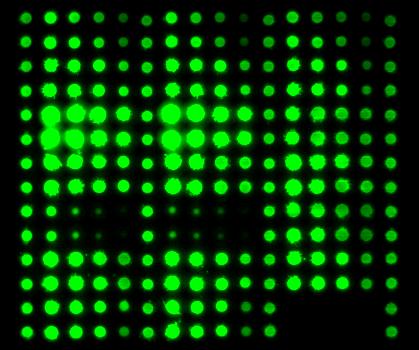 β-actin Assay for Array Quality Control (Green) 30 β-actin β-actin level is comparable for all treatments within a cell line All samples were reproducibly spotted Fluorescence signal (10 3 levels) 20
