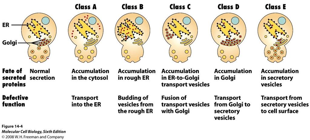 Phenotypes of yeast sec mutants identified stages in the secretory pathway Many of the components required for intracellular protein trafficking have been identified in yeast by analysis of