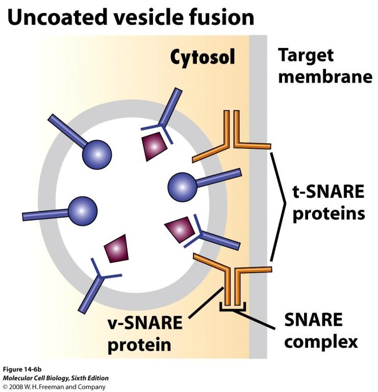 Basic mechanisms underlying vesicle budding and fusion. Basic mechanisms underlying vesicle budding and fusion.