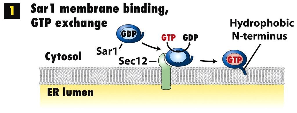 A Set of GTPase Switch Proteins Controls Assembly of Vesicle Coats The coats of all three vesicles contain a small GTP-binding protein: acts as a regulatory subunit to control coat assembly.