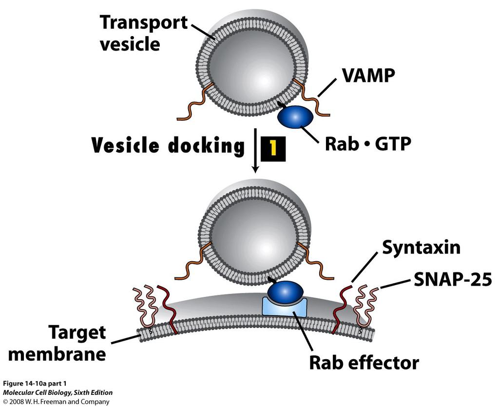 Rab proteins are required for the targeting of vesicles to the target membrane Targeting of vesicles to the appropriate target membrane is mediated by Rab proteins, GTPase superfamily of switch