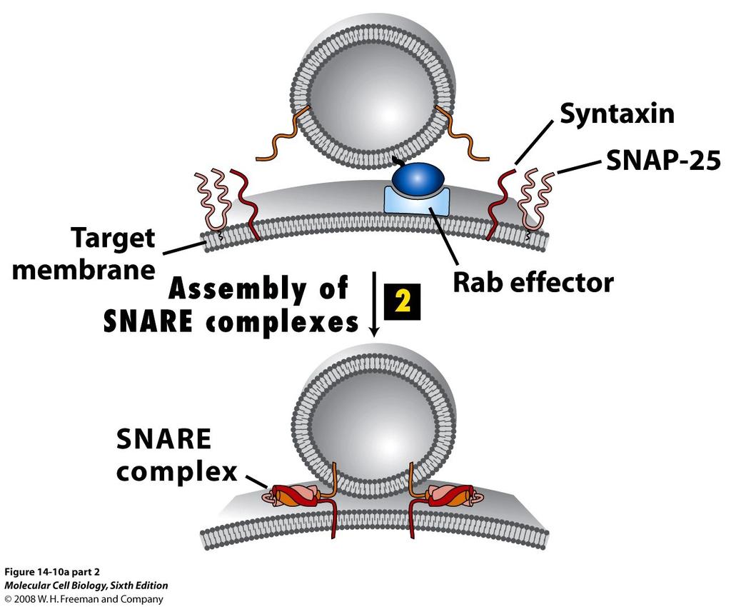Paired Sets of SNARE Proteins Mediate Fusion of Vesicles with Target Membranes After Rab-mediated docking of a vesicle on its target membrane, the interaction of cognate SNAREs brings the two