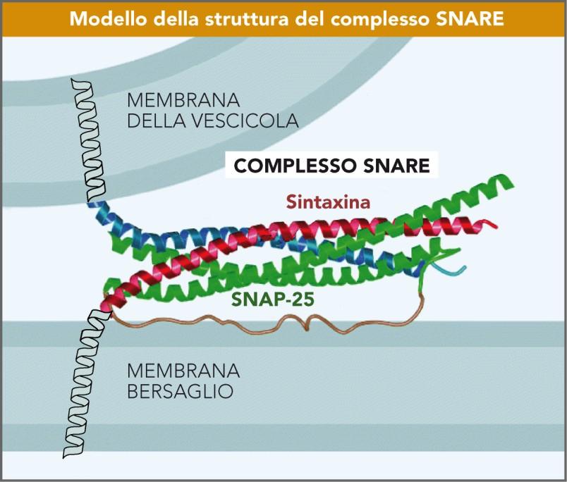 Model of the structure of the SNARE complex The cytosolic region in each of these three SNARE proteins