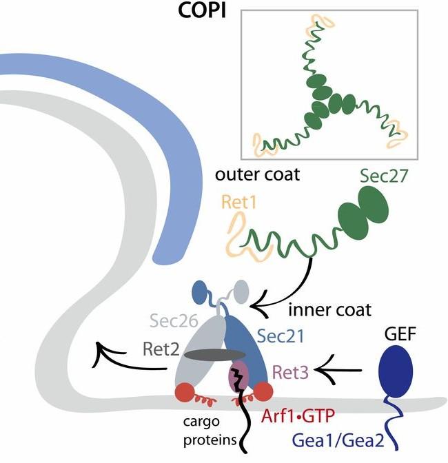 The COPI coat assembles upon activation of Arf1 Arf1 in turn recruits the inner coat complex (Sec21/Sec26/Ret2/Ret3) (similar to AP-2 adaptor complex).