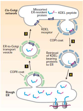 Retrograde transport from the cis-golgi rescues missorted ER-resident proteins (sorting mistakes).
