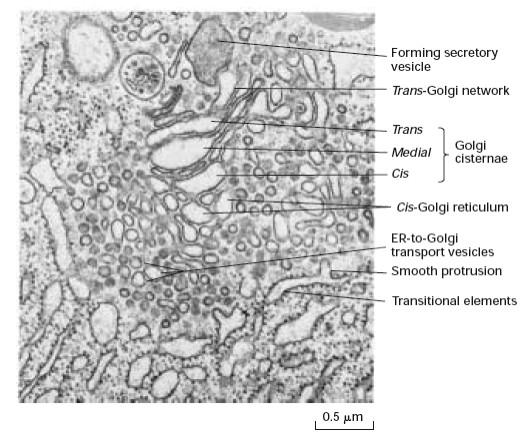 Anterograde Transport Through the Golgi could occur by Cisternal Progression Some protein