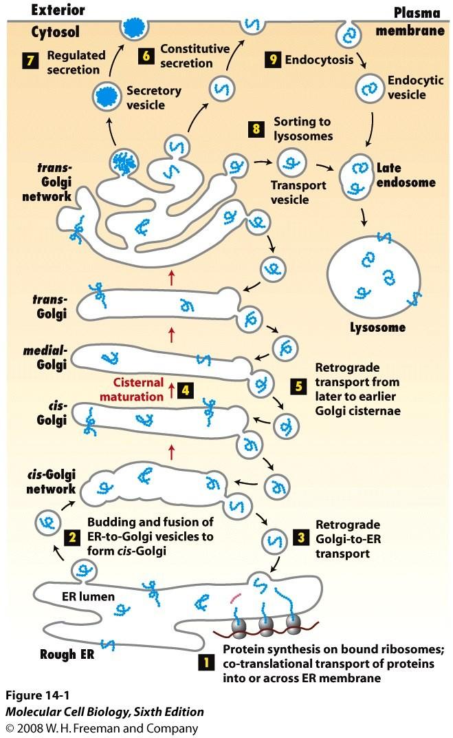 Major routes for protein