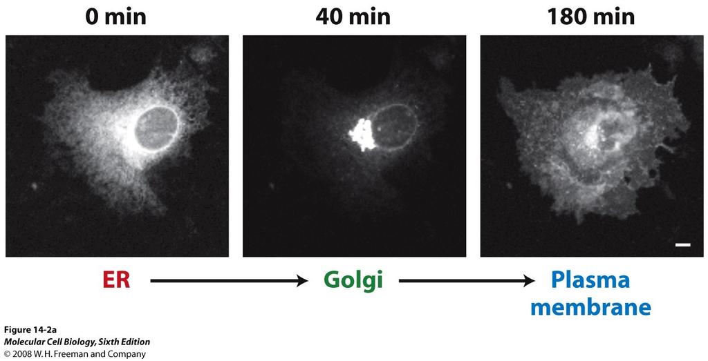 Fluorescence microscopy of VSVG-GFP fusion protein GFP protein Gene
