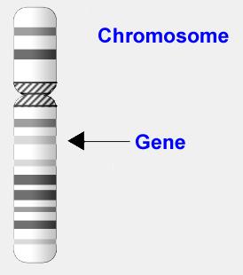 of the Chromatin Chromosome loci
