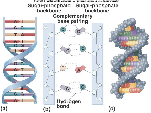 DNA Structure: Twisted Ladder Nitrogenous Bases Complementary