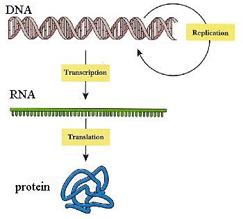 backbone Sugar-phosphate backbone Code for protein synthesis