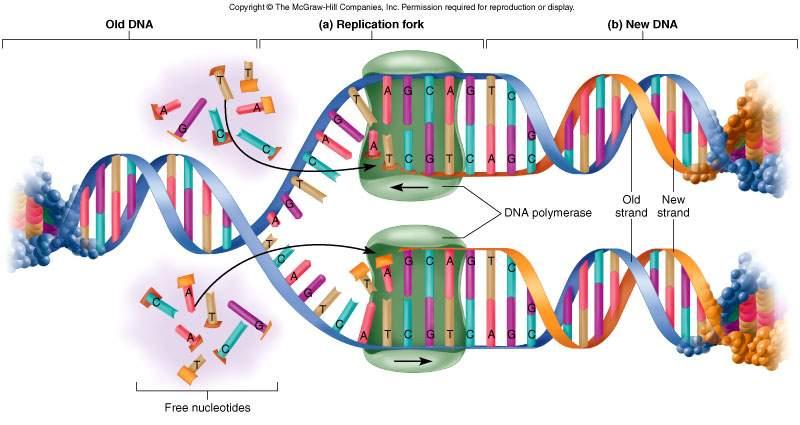 DNA Replication DNA Replication: Errors and Mutations Error rates of DNA polymerase in bacteria, 3 errors