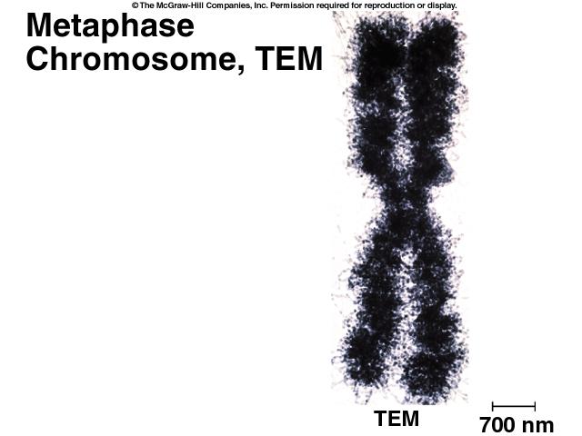 chromosome = 2 genetically identical sister chromatids joined at the centromere each chromosomes contains