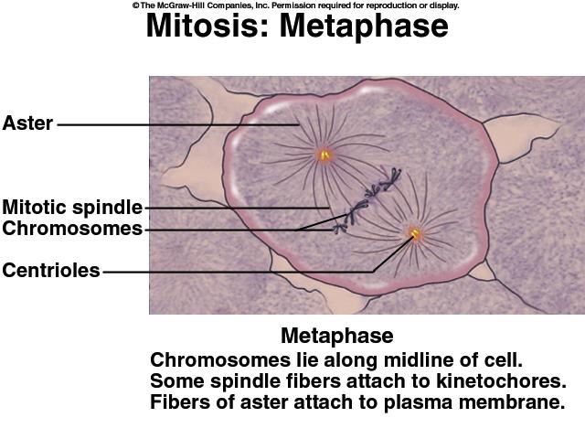 Mitosis: Metaphase Mitosis: Anaphase Chromosomes line up on equator Spindle fibers (microtubules) from centrioles attach to