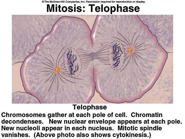 Division of cytoplasm / overlaps telophase Myosin pulls on microfilaments of actin in the membrane skeleton Causes crease