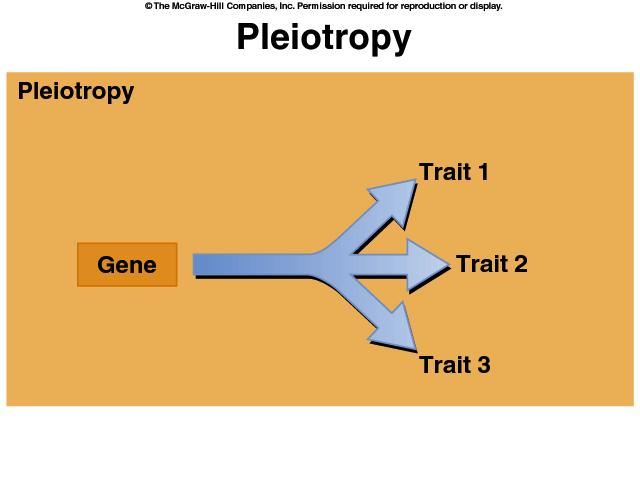 Pleiotropy Sex-Linked Inheritance Single gene