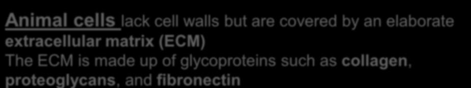 Polysaccharide molecule Carbohydrates Fibronectin Core protein