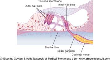 Organ of Corti Contains electromechanically sensitive hair cells.