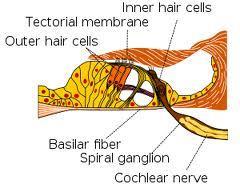 Structure: two specialized types of epthelial cells Three raws of outer/external hair cells: Attach to tectorial membrane Stereocilia are