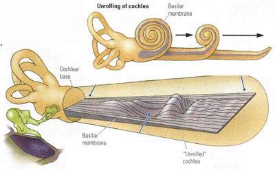 Different regions of the basilar membrane in the organ of Corti, vibrate at different sinusoidal frequencies due to variations in thickness and width along the length of the membrane.