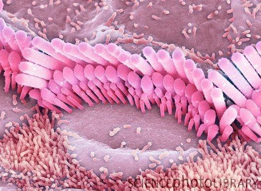Inner ear hair cells. Coloured scanning electron micrograph (SEM) of sensory hair cells from the cochlea of the inner ear. The hairs are surrounded by a fluid (endolymph).